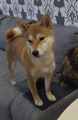 picture of dog
