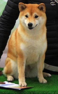 picture of dog