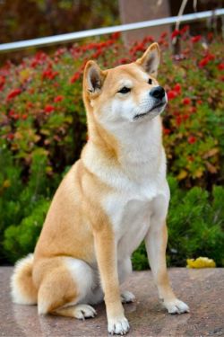 picture of dog