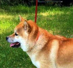 picture of dog