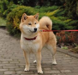 picture of dog