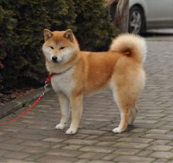 picture of dog