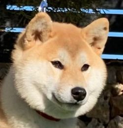 picture of dog