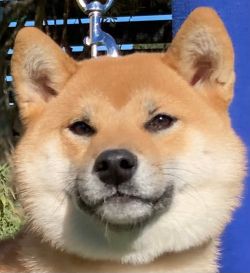 picture of dog