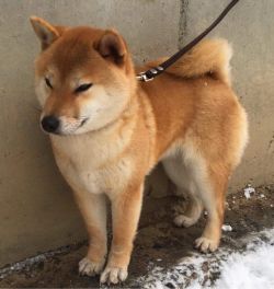 picture of dog