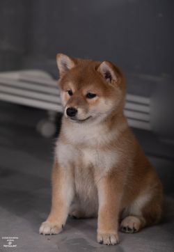 picture of dog