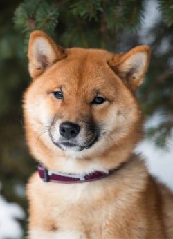 picture of dog