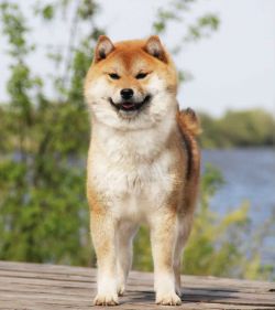picture of dog