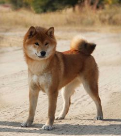 picture of dog
