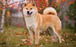 picture of dog