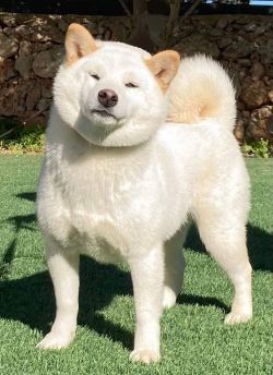picture of dog