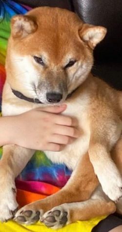 picture of dog