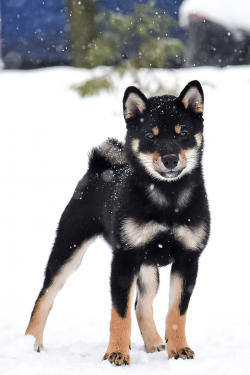 picture of dog