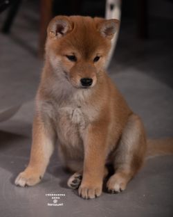 picture of dog