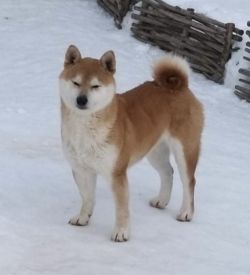 picture of dog
