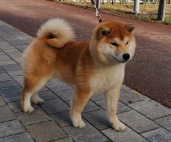 picture of dog