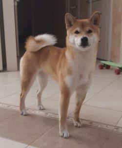 picture of dog