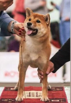 picture of dog