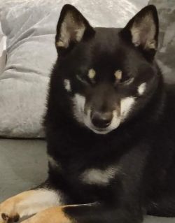 picture of dog