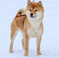 picture of dog