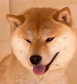picture of dog