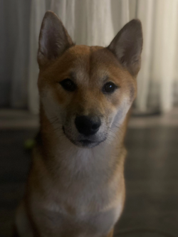 picture of dog