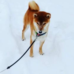 picture of dog