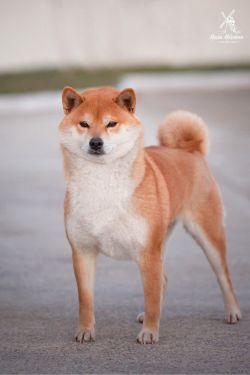 picture of dog