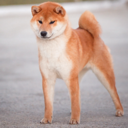 picture of dog