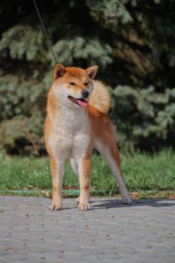 picture of dog