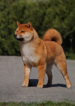 picture of dog