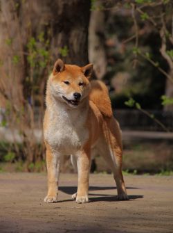 picture of dog