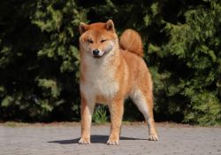 picture of dog