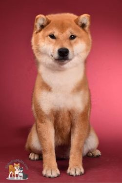 picture of dog