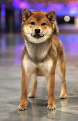 picture of dog