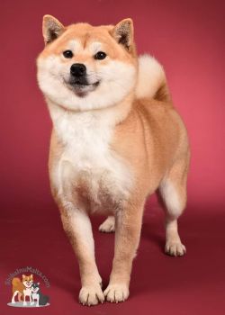 picture of dog