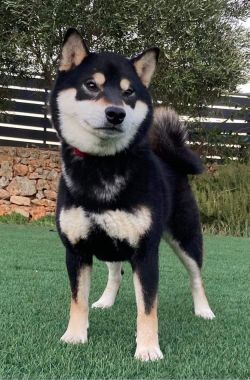 picture of dog