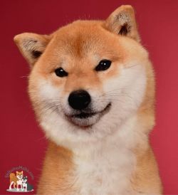 picture of dog