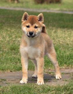 picture of dog