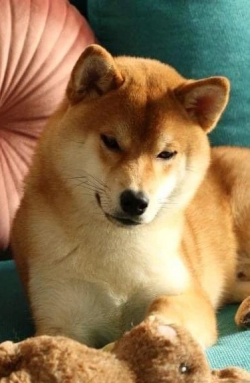 picture of dog