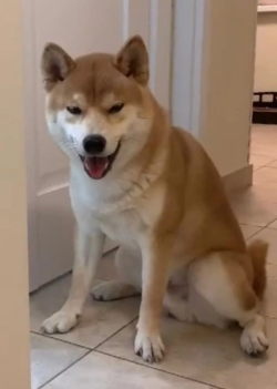 picture of dog
