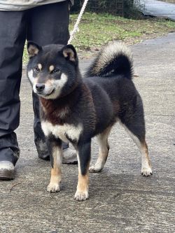 picture of dog
