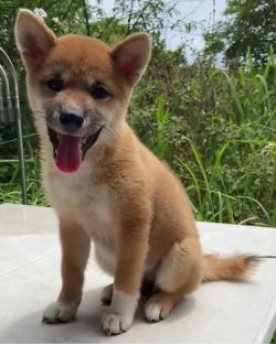 picture of dog