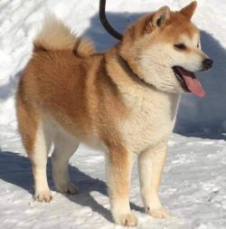 picture of dog