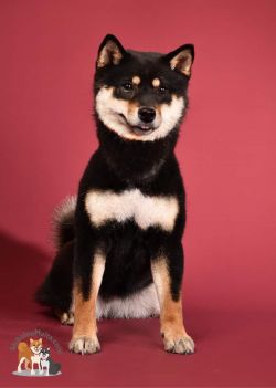 picture of dog
