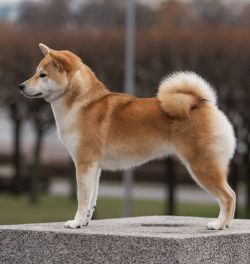 picture of dog