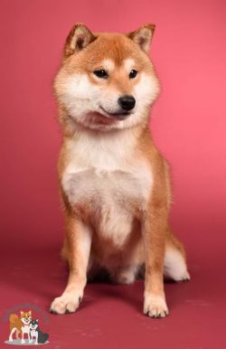 picture of dog