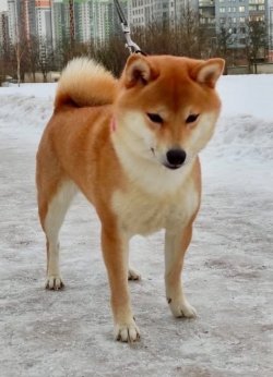 picture of dog