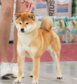 picture of dog