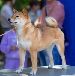 picture of dog